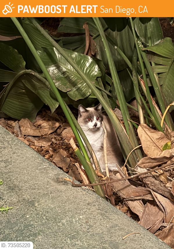 Found/Stray Unknown Cat last seen Alabama and Madison, San Diego, CA 92104