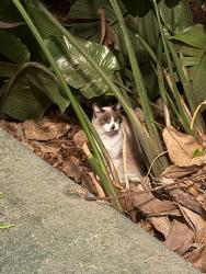 Found/Stray Unknown Cat last seen Alabama and Madison, San Diego, CA 92104