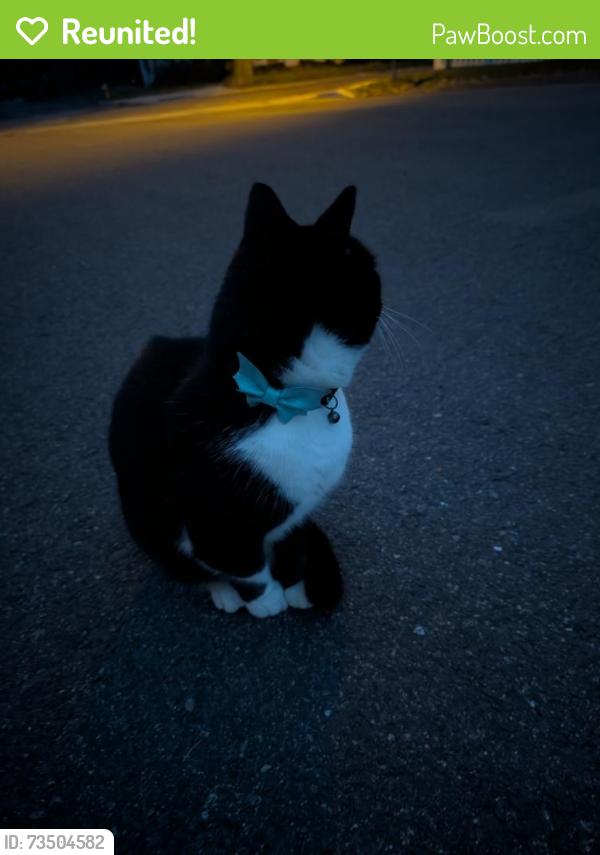 Reunited Unknown Cat last seen Aspen and Aztec, Flagstaff, AZ 86001