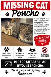 Lost Male Cat last seen 87th and Granite Reef off Heatherbrae Ave, Scottsdale, AZ 85251