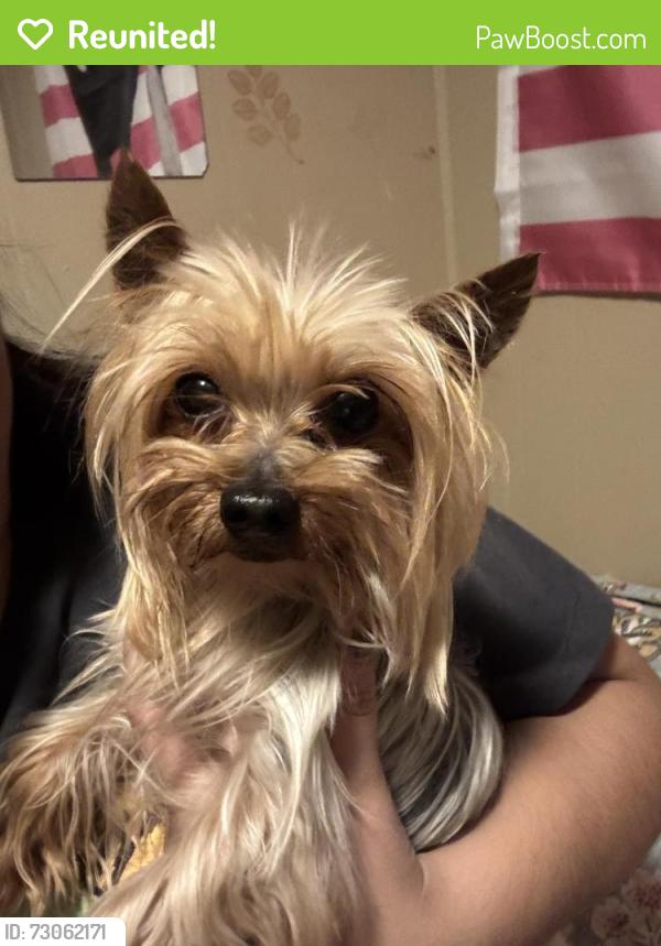 Reunited Male Dog last seen Root/webb st, Crest Hill, IL 60403