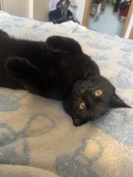 Lost Male Cat last seen Ran out onto 8 ave and 15st, Calgary, AB T2N 2B2