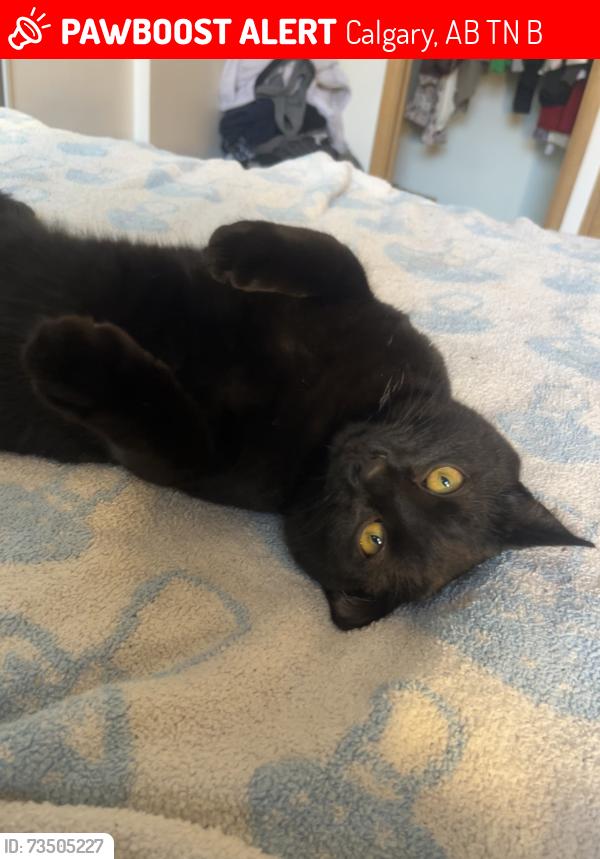 Lost Male Cat last seen Ran out onto 8 ave and 15st, Calgary, AB T2N 2B2