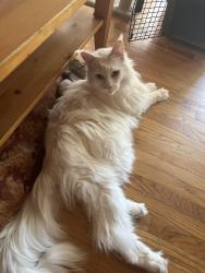 Reunited Male Cat last seen Chatsworth and zelzah, Los Angeles, CA 91344