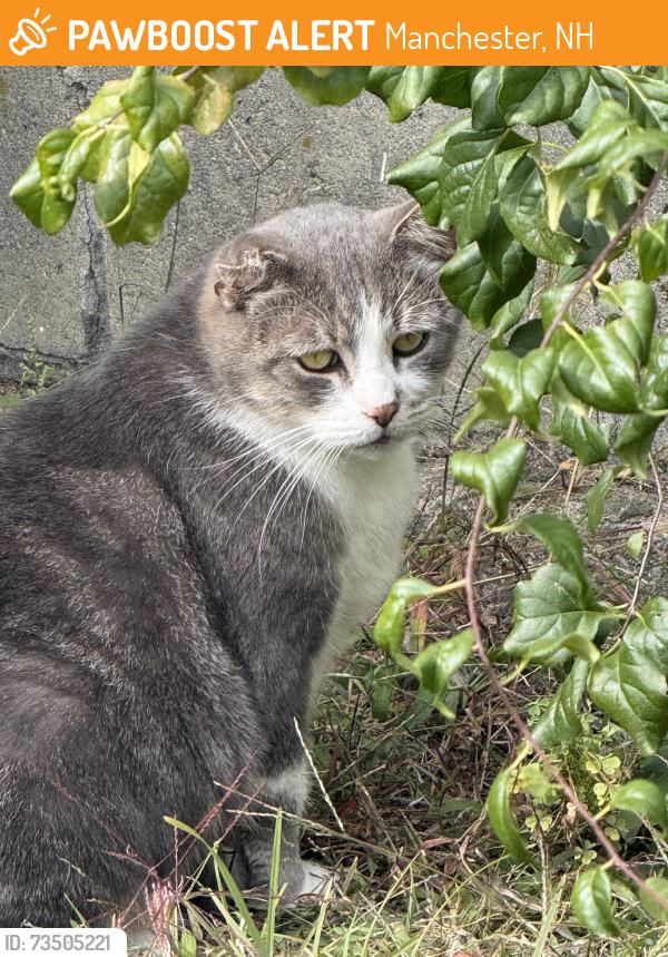 Found/Stray Unknown Cat last seen Central and laurel street Manchester NH, Manchester, NH 03103