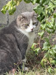 Found/Stray Unknown Cat last seen Central and laurel street Manchester NH, Manchester, NH 03103