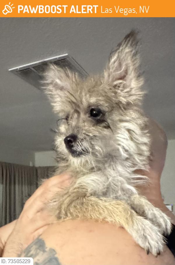 Found/Stray Female Dog last seen Harmon, between Jone and Torrey Pines, Las Vegas, NV 89103