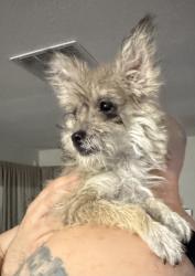 Found/Stray Female Dog last seen Harmon, between Jone and Torrey Pines, Las Vegas, NV 89103