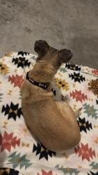 Found/Stray Female Dog last seen S 43rd ave in laveen arizona, Phoenix, AZ 85041