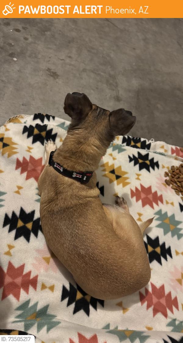 Found/Stray Female Dog last seen S 43rd ave in laveen arizona, Phoenix, AZ 85041