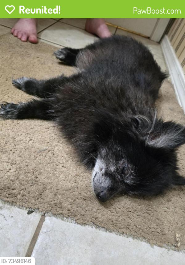 Reunited Male Dog last seen Craft Hwy and Hardwood Lane approaching Saraland, Chickasaw, AL 36611