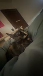 Lost Female Cat last seen ., Hamilton, OH 45011