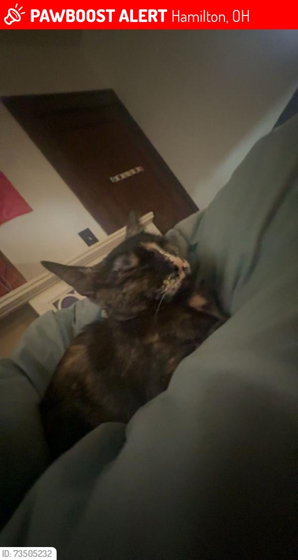 Lost Female Cat last seen ., Hamilton, OH 45011