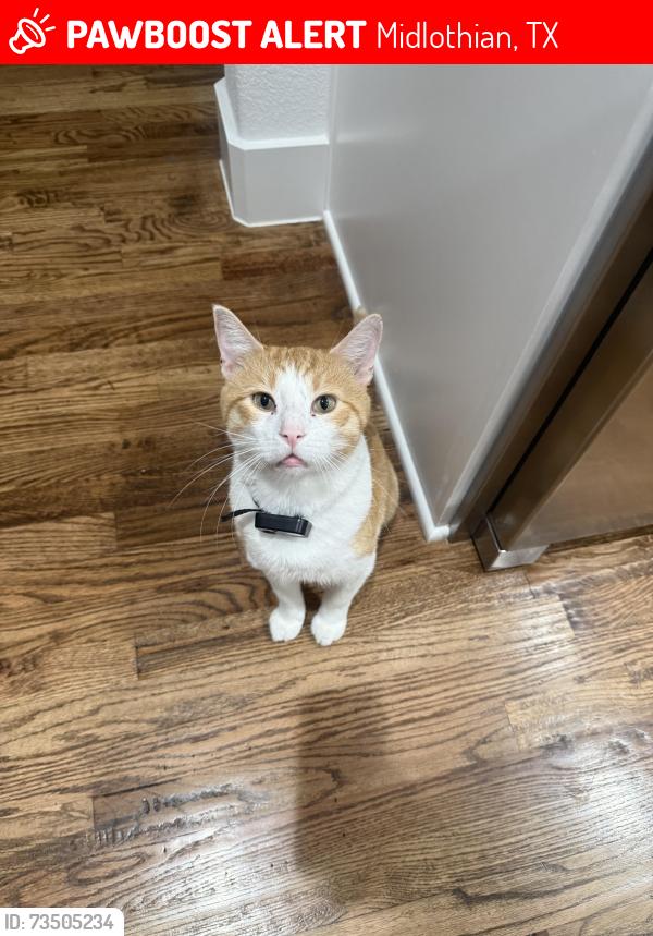 Lost Male Cat last seen Mockingbird, near Walnut Groove Middle School, Midlothian, TX 76065