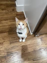 Lost Male Cat last seen Mockingbird, near Walnut Groove Middle School, Midlothian, TX 76065