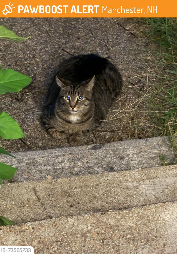 Found/Stray Unknown Cat last seen Wilson street and laurel street, Manchester, NH 03103