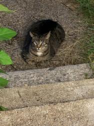 Found/Stray Unknown Cat last seen Wilson street and laurel street, Manchester, NH 03103