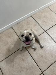 Found/Stray Unknown Dog last seen Grace Ave carson, Carson, CA 90745