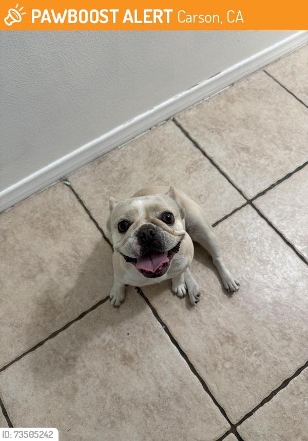 Found/Stray Unknown Dog last seen Grace Ave carson, Carson, CA 90745