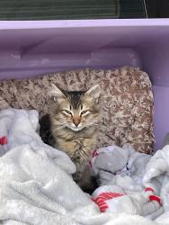Reunited Female Cat last seen Murcia St, Hayward, CA 94544