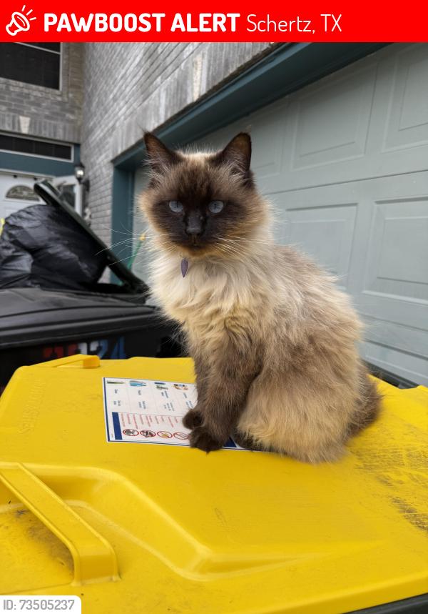 Lost Female Cat last seen Whitaker and Savannah, Schertz, TX 78154