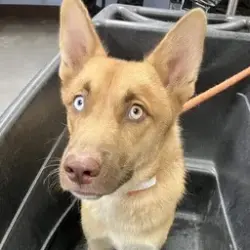 Reunited Male Dog last seen Near ave Thomas, Phoenix, AZ 85031