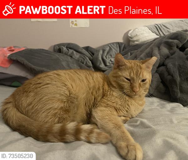 Lost Male Cat last seen Near Dee Park, Des Plaines, IL 60016