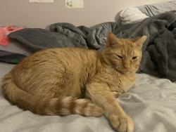 Lost Male Cat last seen Near Dee Park, Des Plaines, IL 60016