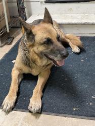 Reunited Male Dog last seen Baker Rd and Roxanna St, Placerville, CA 95667