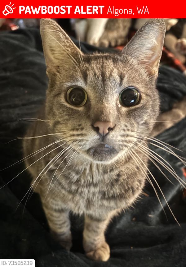 Lost Male Cat last seen Near 57th Ave S, Auburn, WA 98001, Algona, WA 98001