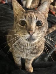 Lost Male Cat last seen Near 57th Ave S, Auburn, WA 98001, Algona, WA 98001