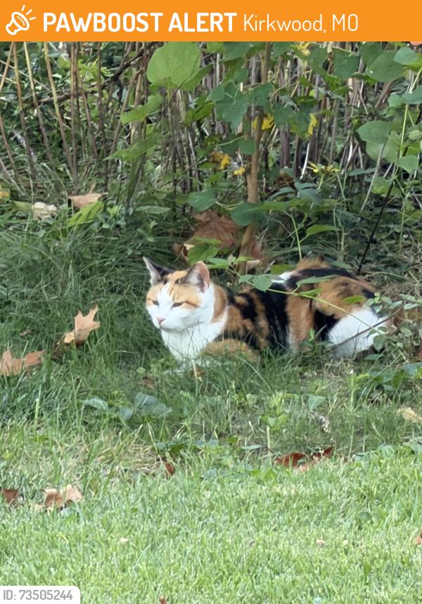 Found/Stray Unknown Cat last seen woodlawn and quan, Kirkwood, MO 63122