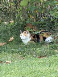 Found/Stray Unknown Cat last seen woodlawn and quan, Kirkwood, MO 63122