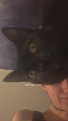 Lost Male Cat last seen Near washington street, Gloversville, NY 12078