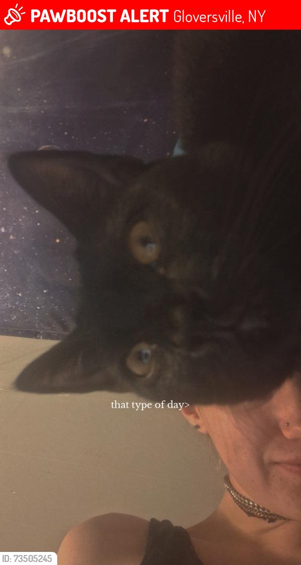 Lost Male Cat last seen Near washington street, Gloversville, NY 12078
