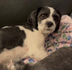 Reunited Male Dog last seen Santa ana blvd and s. Citron st, Anaheim, CA 92805