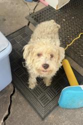 Lost Male Dog last seen Red bluff, Pasadena, TX 77506