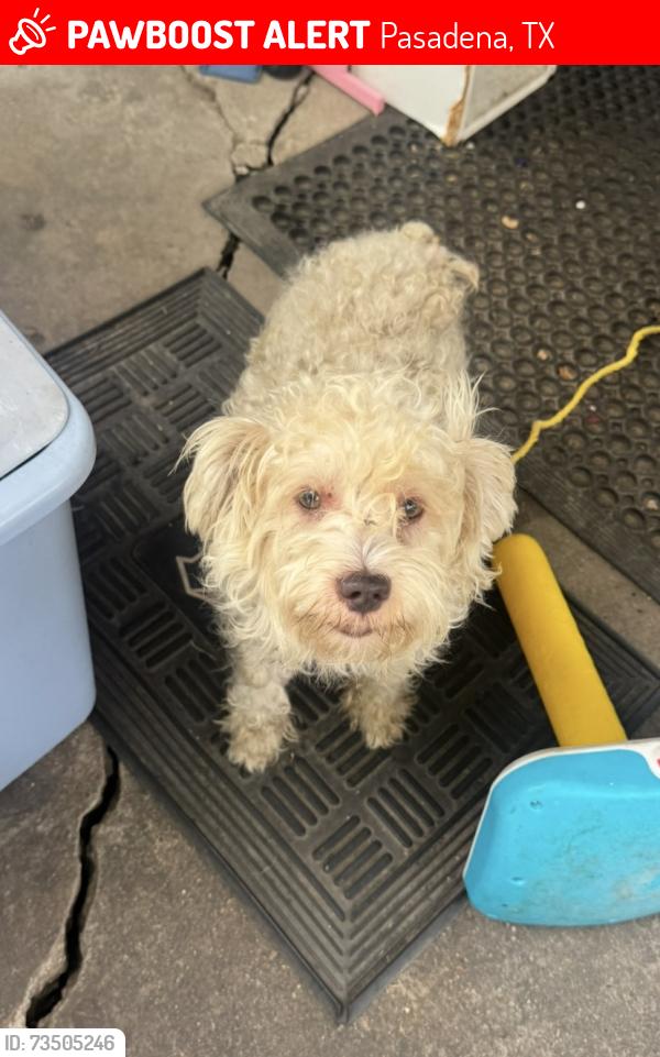 Lost Male Dog last seen Red bluff, Pasadena, TX 77506