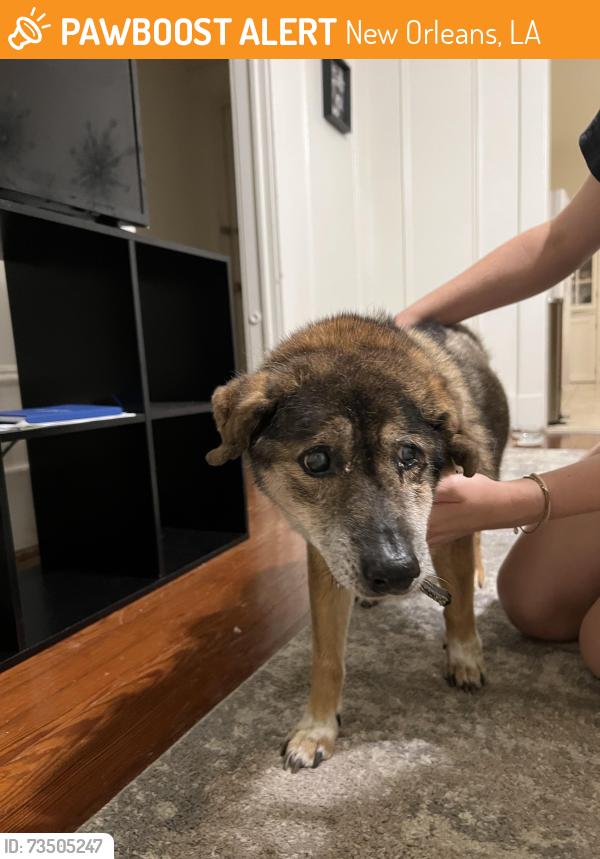 Found/Stray Unknown Dog last seen Near lowerline st, New Orleans, LA 70118