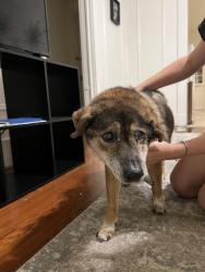 Found/Stray Unknown Dog last seen Near lowerline st, New Orleans, LA 70118