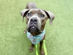Shelter Stray Male Dog last seen Near Laconia Avenue, BRONX, NY, 10466, 326 E 110th St, New York, NY 10029, USA