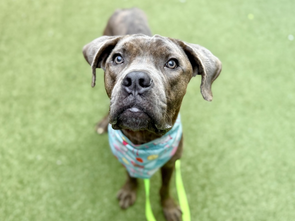 Shelter Stray Male Dog last seen Near Laconia Avenue, BRONX, NY, 10466, 326 E 110th St, New York, NY 10029, USA