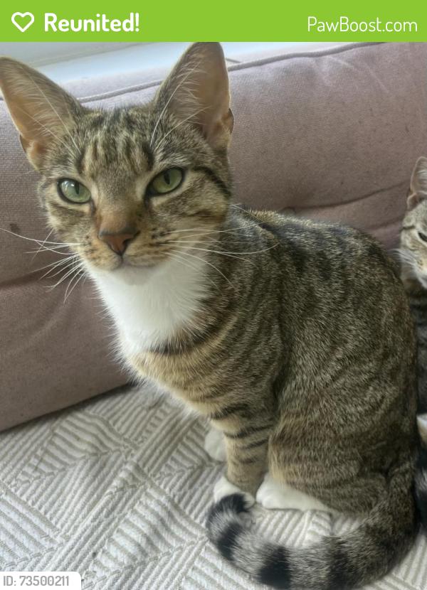 Reunited Female Cat last seen Booker Avenue Primary School, Merseyside, England L18 9SB