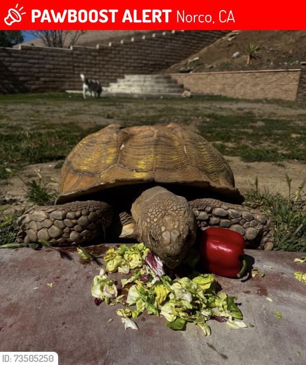 Lost Male Reptile last seen AmOm, Norco, CA 92860