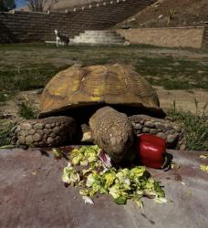 Lost Male Reptile last seen AmOm, Norco, CA 92860