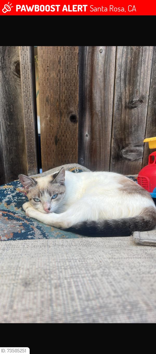 Lost Female Cat last seen Santa Rosa Redwood credit union, Santa Rosa, CA 95401