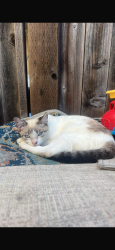 Lost Female Cat last seen Santa Rosa Redwood credit union, Santa Rosa, CA 95401