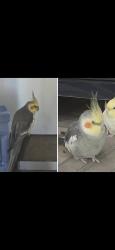 Lost Male Bird last seen Elizabeth Avenue Michigan Avenue South Gate, California, South Gate, CA 90280