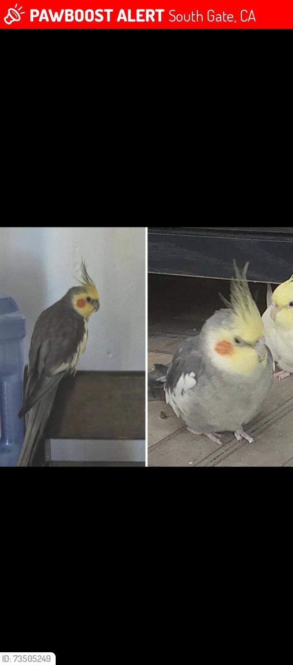 Lost Male Bird last seen Elizabeth Avenue Michigan Avenue South Gate, California, South Gate, CA 90280