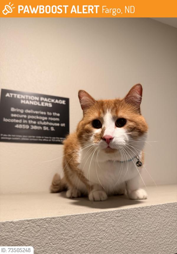 Found/Stray Male Cat last seen Near 38th Street South, Fargo parking lot, Fargo, ND 58104